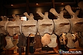 VBS_1235 - Riapre il Museo di Scienze Naturali dopo dieci anni di chiusura